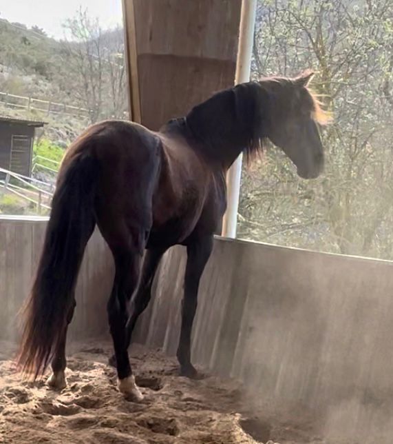 Galerie du cheval selectionne